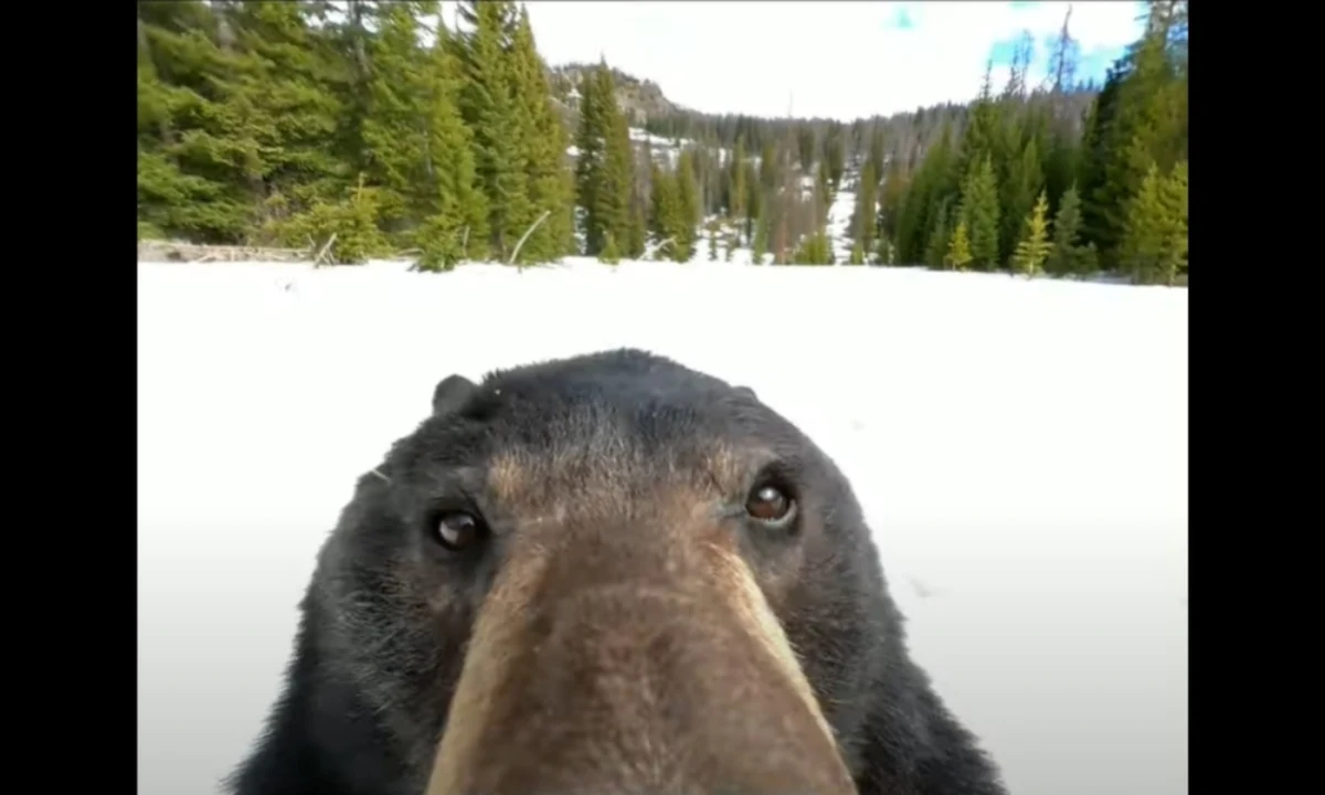 Niedźwiedź znalazł w śniegu kamerę GoPro, włączył ją i się nagrał. Dziś film ten jest hitem internetu. 