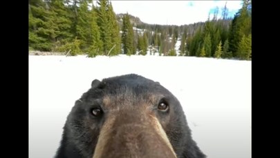 Niedźwiedź znalazł kamerę GoPro. I się nagrał!