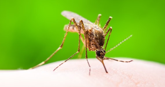 Światowa Organizacja Zdrowia (WHO) uznała pierwszą na świecie szczepionkę przeciw malarii, Mosquirix - poinformowała agencja AP. Szef organizacji Tedros Adhanom Ghebreyesus stwierdził, że jest to moment historyczny dla nauki. 