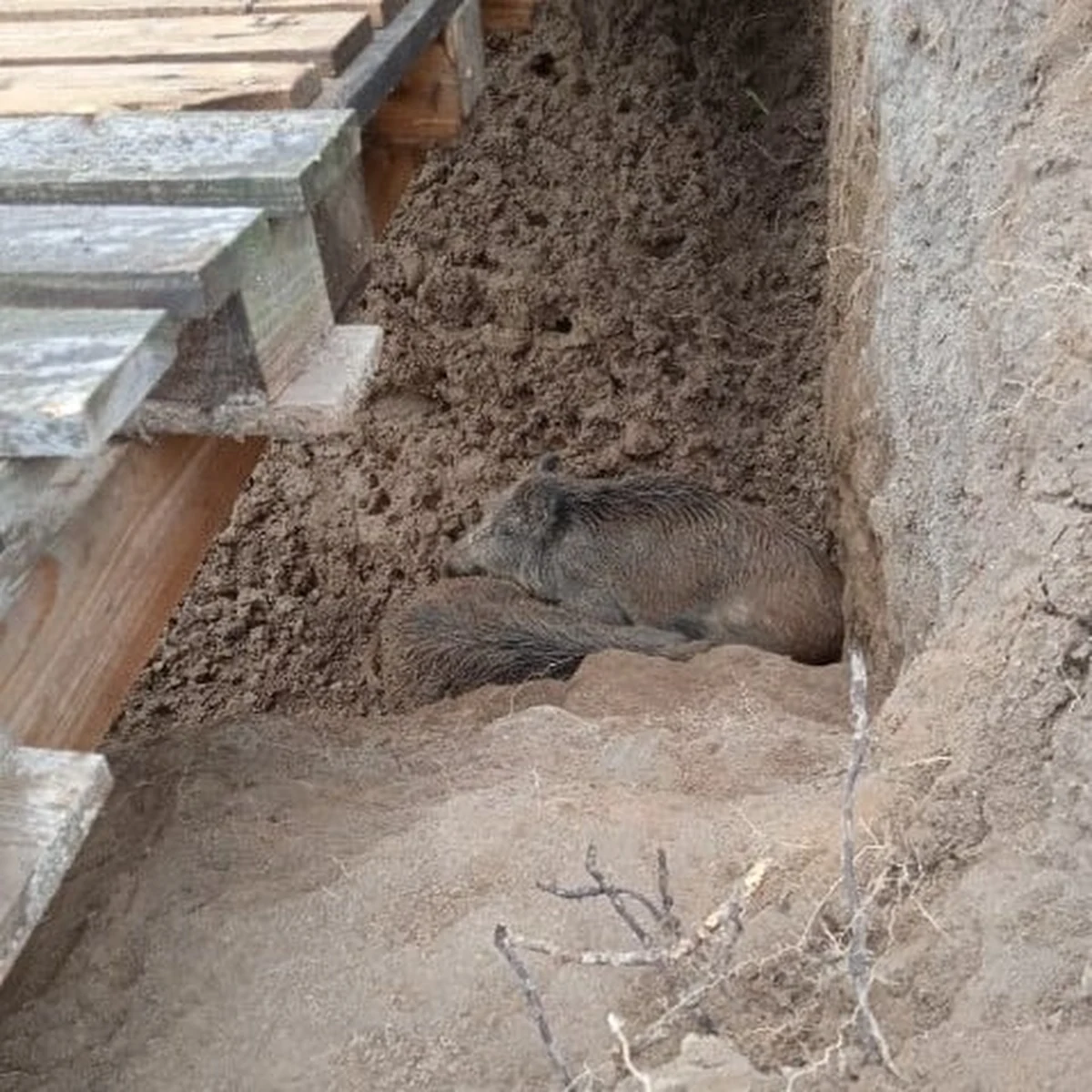 W Kicinie (woj. wielkopolskie) dwa dziki wpadły do wykopu na prywatnej posesji. Z opresji wyciągnęli je strażnicy gminni. "Własnym pomysłowym sposobem wyciągnęliśmy dziki na zewnątrz i przewieźliśmy je całe i zdrowe do pobliskiego lasu, gdzie po obudzeniu poszły swoją drogą" – relacjonują strażnicy.