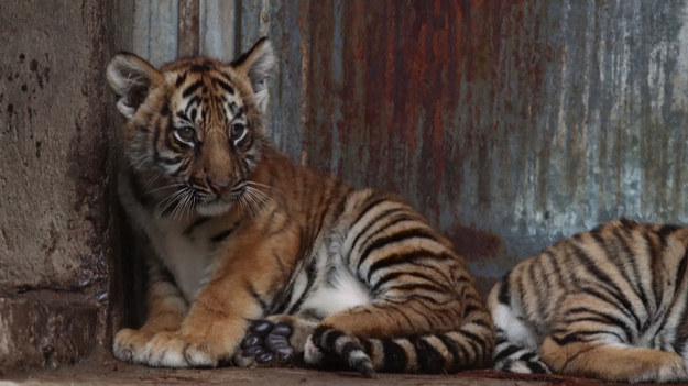 Czwórka małych rozrabiaków w końcu została zaprezentowana światu. Mowa o młodych tygrysach bengalskich, które przyszły na świat w zoo w Guadalajara w Meksyku. Jak mówią ich opiekunowie, teraz młode koty poznają świat i bawią się całymi dniami. 