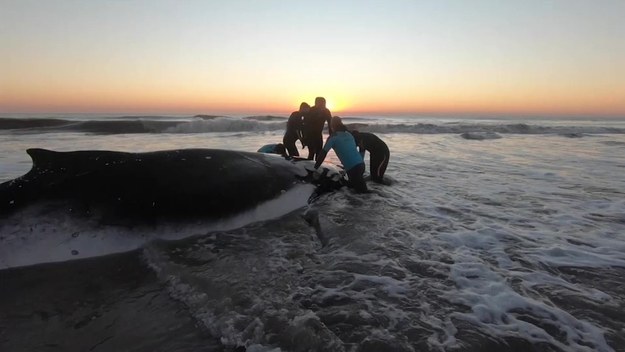 Argentyńscy miłośnicy przyrody uratowali dwa humbaki, które utknęły na plażach w pobliżu Buenos Aires. W ciągu dwóch dni, na dystansie 400 kilometrów na plaże wpłynęły dwa wieloryby.

