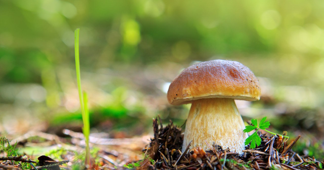 Nie musisz chodzić po lesie. Te grzyby bez trudu wyhodujesz we własnym ogrodzie