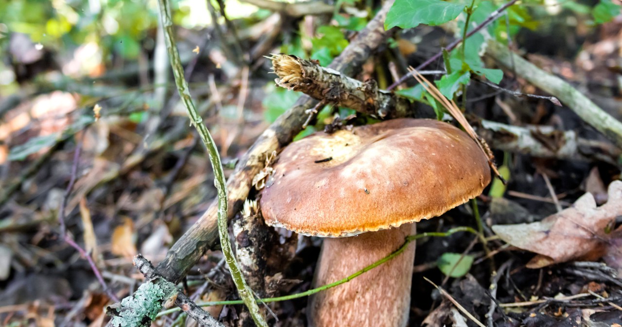 Tego grzyba omijaj szerokim łukiem. Do złudzenia przypomina prawdziwka