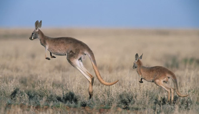 Australia: Nastolatkowie oskarżeni o zabicie 14 kangurów