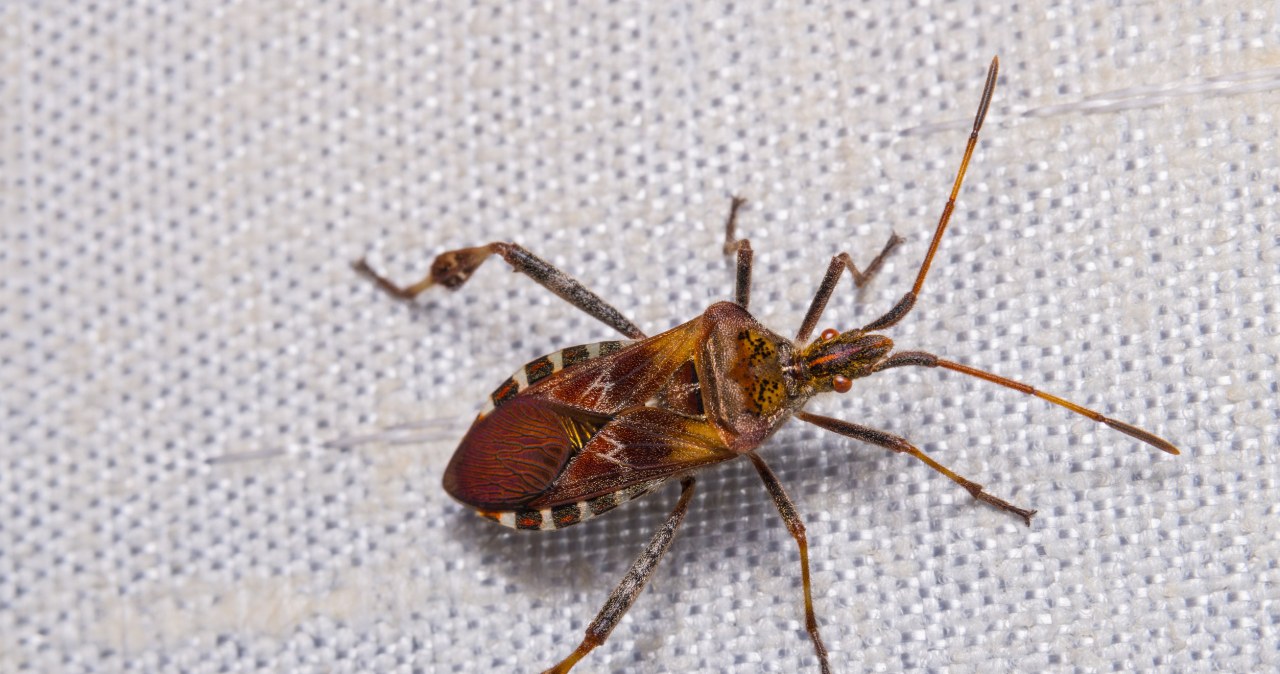 Wtyk amerykański pcha się drzwiami i oknami? Tak w mig go wypędzisz