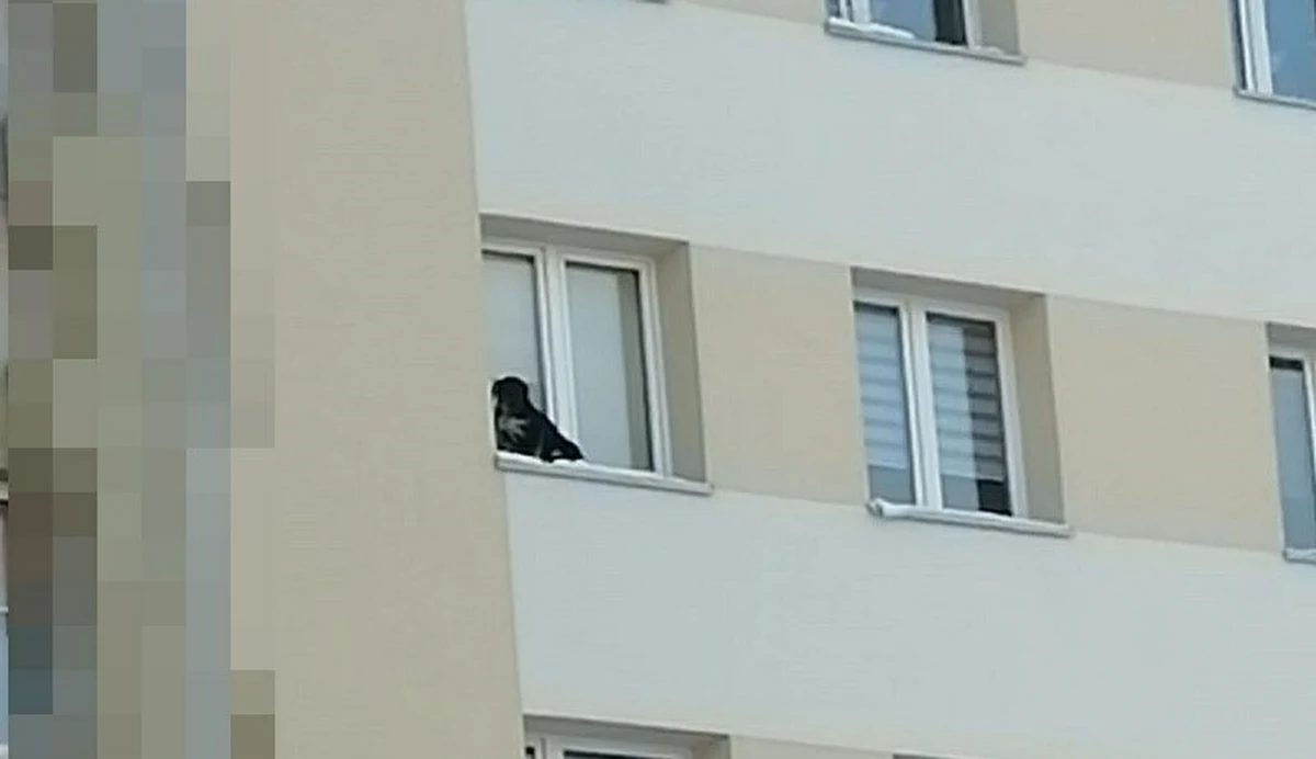 Sąd skazał 32-latka z Lubina w woj. dolnośląskim na pięć miesięcy więzienia za znęcanie się nad psem – informuje portal lubin.pl. Mężczyzna wystawił zwierzę na parapet na 9. piętrze bloku i zamknął okno. Przerażony czworonóg spędził na zimnie co najmniej 40 minut. 