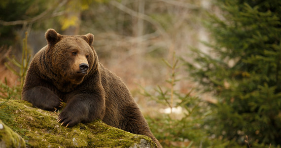 Bytujące na Podkarpaciu, przede wszystkim w Bieszczadach, niedźwiedzie mimo ochłodzenia i przymrozków nadal są aktywne i widoczne. Obserwowane są też gady i nietoperze – powiedział rzecznik Lasów Państwowych w Krośnie Edward Marszałek.
