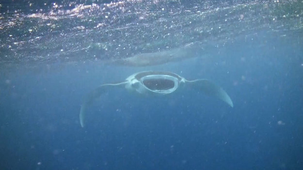 Podwodny świat to kraina niesamowitej przyrody. Jej częścią są zwierzęta tak oryginalne jak ryba z gatunku płaszczek, zwana "manta ray". Atsushi Sadaki, 63-letni fotograf z Japonii wybrał się na Malediwy, żeby tam nurkować. Właśnie wtedy nagrał spotkanie z rybą. To doświadczenie z pewnością zostanie z nim na długo!