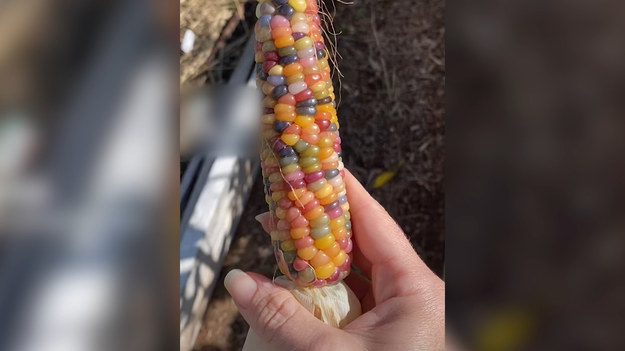 Jeśli myśleliście, że świat warzyw już niczym was nie zaskoczy, spójrzcie na to. Crystal Percival, 37-letnia Kanadyjka wyhodowała kolorową kukurydzę. Jej ziarna mają przeróżne barwy, a całość bardziej przypomina zabawkę czy kolorowy kwiat. Kobieta spróbowała również wysuszyć kukurydzę i zrobić z niej popcorn. 