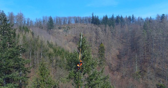 Rekord pobity! Najwyższe zmierzone drzewo w Polsce rośnie w Sudetach. A dokładniej w Górach Bardzkich na Dolnym Śląsku. Rekordzistką jest daglezja zielona. Ma 59 metrów i 40 centymetrów wysokości. 