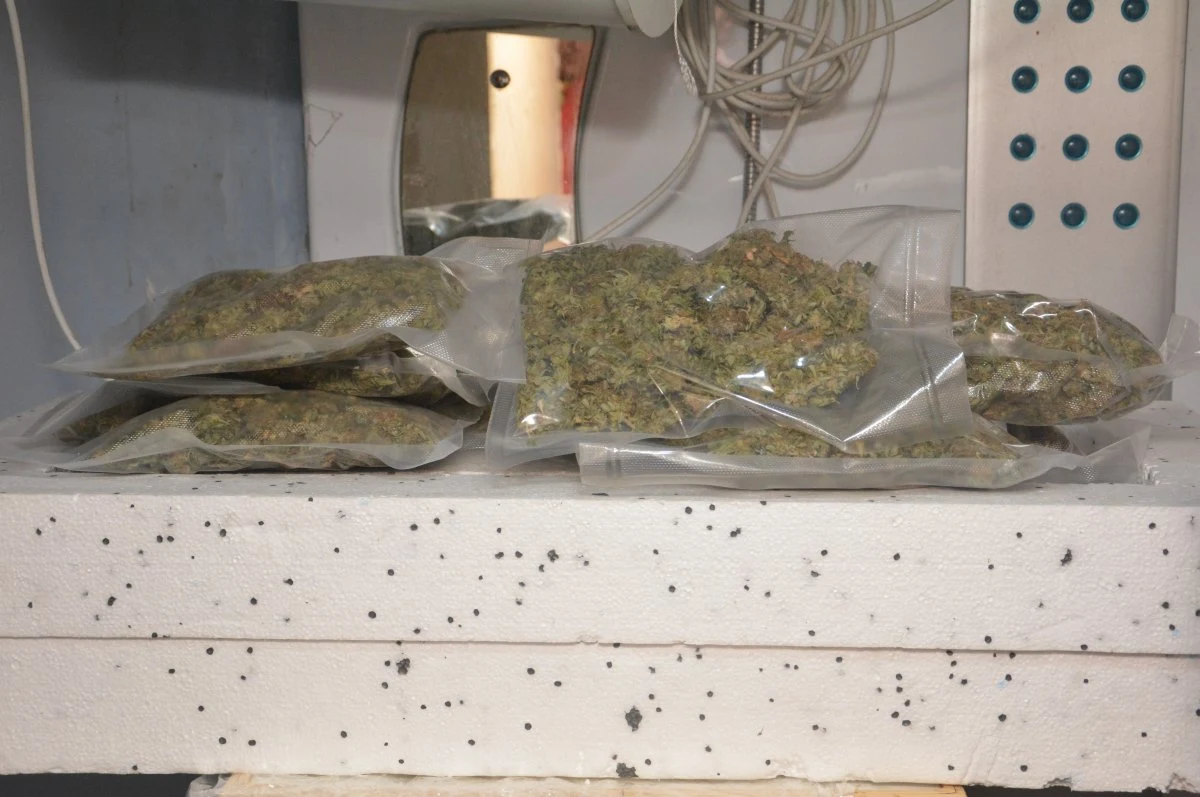 Nielegalną plantację konopi indyjskich znaleźli i zabezpieczyli policjanci z Jasła, zajmujący się zwalczaniem przestępczości narkotykowej. Uprawy należące do 38-latka funkcjonariusze namierzyli na terenie jego prywatnej posesji oraz na pobliskich działkach leśnych. Śledczy ujawnili łącznie 1,6 kg suszu marihuany oraz 719 krzewów konopi indyjskich. Zatrzymanemu mężczyźnie grozi kara do 15 lat pozbawienia wolności.