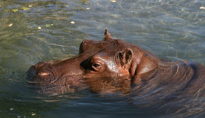 Ruszyła akcji sterylizacji hipopotamów sprowadzonych przez Escobara
