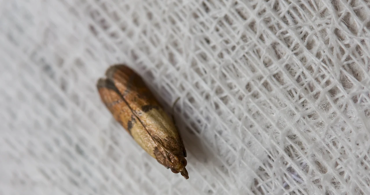 Mole odzieżowe. Co odstrasza mole odzieżowe? - Kobieta w INTERIA.PL