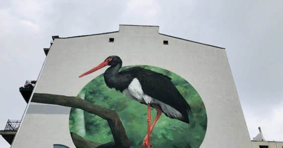 Bocian czarny doczekał się swojego muralu. Olbrzymie malowidło można podziwiać w samym centrum Łodzi przy ul. Orlej 3.