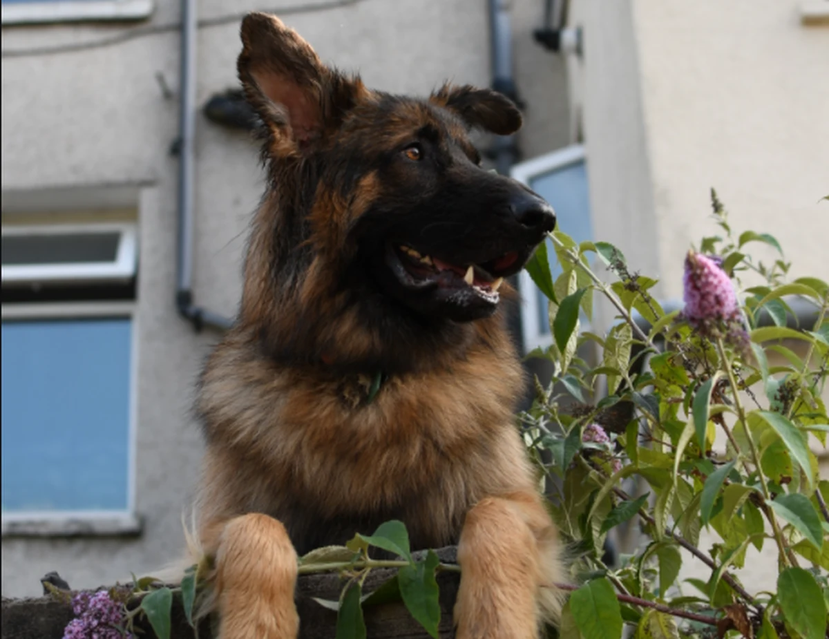 Rada Miasta Szczecin uchyliła chwałę ws. opłaty od posiadania psów. Obecnie właściciel za każdego psa musi zapłacić 50 zł rocznie.