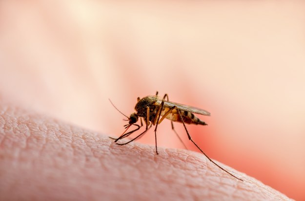 We Włoszech pojawił się koreański gatunek komara, który jest odporny na zimno