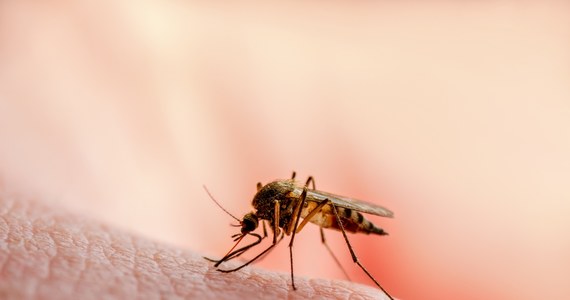 W Lombardii na północy Włoch zadomowił się i mnoży koreański gatunek komara, który odporny jest na zimno i według ekspertów może być w stanie przenosić choroby- pisze dziennik "Corriere della Sera" Przypuszcza się, że owady dostały się do Włoch drogą lotniczą.