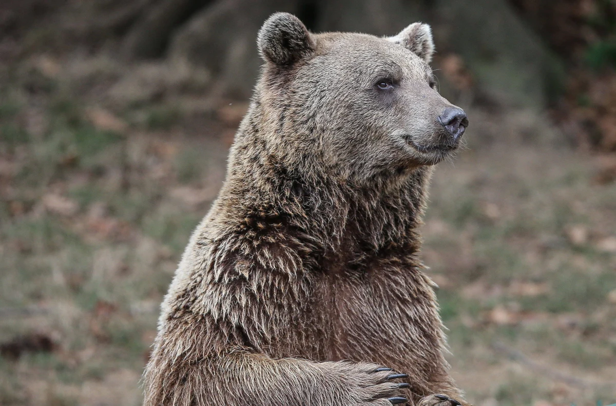 72-letni turysta spacerując Doliną Chochołowską w Tatrach napotkał niedźwiedzia, z którym chciał sobie zrobić zdjęcie. "Podszedł jednak zbyt blisko drapieżnika i został ugryziony w nogę" – relacjonuje lekarz Jerzy Toczek z zakopiańskiego szpitala.