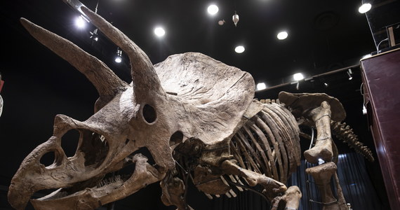 ​"Wielki John", bo tak nazwano skamieniałe szczątki największego triceratopsa, jakiego dotychczas odkryto, został sprzedany w czwartek na aukcji w Paryżu za 6,6 mln euro. Nabywcą prehistorycznego szkieletu jest anonimowy kolekcjoner z USA.