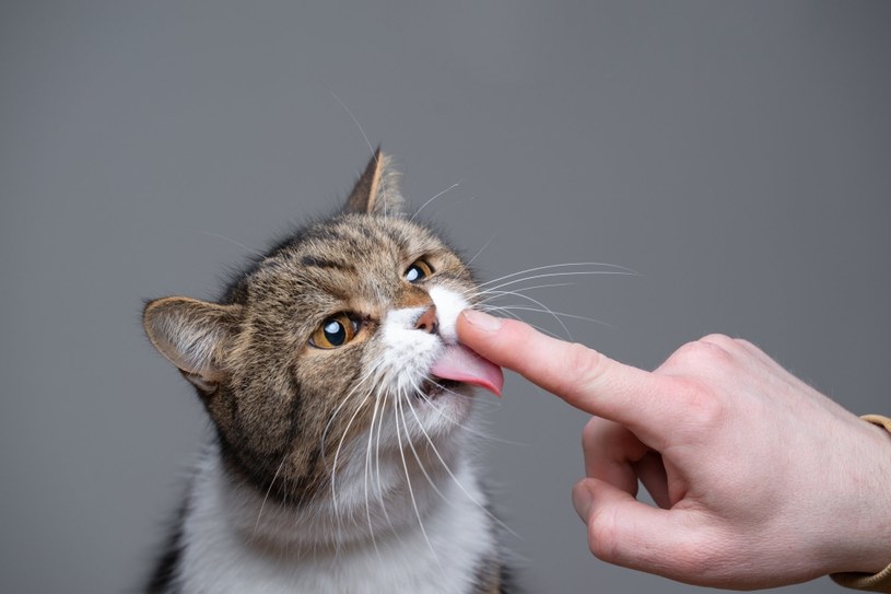 Naukowcy odkryli, że koty mogą przenosić dobre bakterie, ułatwiające walkę z opornymi na leczenie gronkowcami - wystarczy... dać się polizać. 