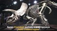 Największy odkryty szkielet dinozaura na sprzedaż