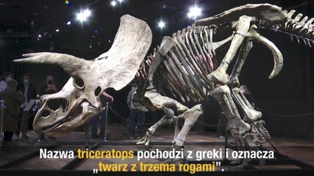 Paryski dom aukcyjny Drouot wystawił na sprzedaż największy odkryty szkielet dinozaura – Triceratopsa. "Wielki John", bo tak na cześć właściciela farmy, gdzie znaleziono skamielinę, nazwano dinozaura, wędrował po ziemiach dzisiejszej Południowej Dakoty ponad 66 milionów lat temu. Dom aukcyjny chce uzyskać co najmniej 1,2 mln €, ale w minionym roku miało miejsce kilka aukcji szkieletów dinozaurów i nie udało się sprzedać żadnego.