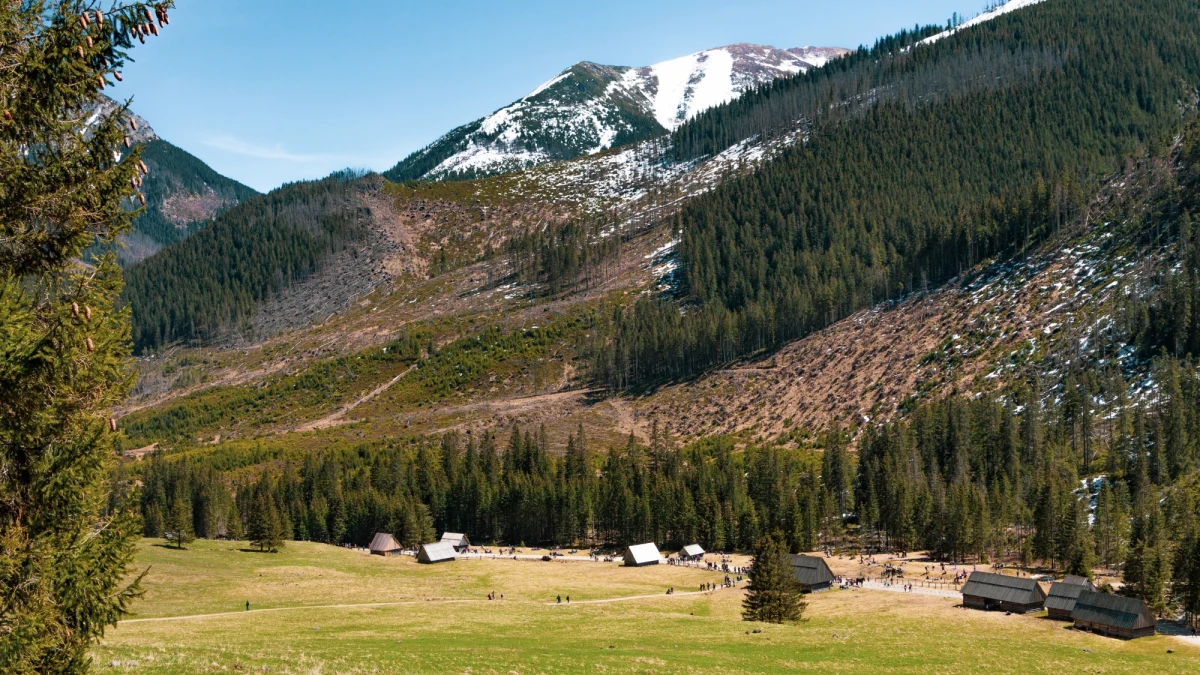 Mężczyzna, który w czwartek został pogryziony przez niedźwiedzia w Dolinie Chochołowskiej w Tatrach, świadomie zszedł z wyznaczonego szlaku i wszedł w drogę odpoczywającemu niedźwiedziowi. To najnowsze ustalenia pracowników Tatrzańskiego Parku Narodowego.