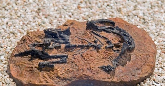 Earliest evidence of dinosaur life in herds