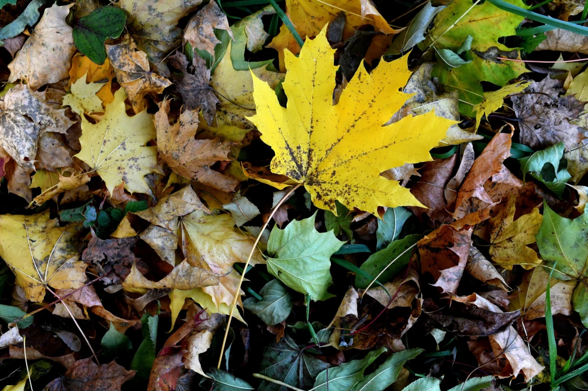 Wiatr w porywach do 90 km/h będzie wiał w północnej części województw zachodniopomorskiego i pomorskiego - alarmuje Instytut Meteorologii i Gospodarki Wodnej, które wydało dla tych terenów ostrzeżenie pierwszego stopnia. "Miejscami, głównie na północy kraju, możliwe są także przelotne deszcze" - powiedział Jakub Gawron, synoptyk Instytutu Meteorologii i Gospodarki Wodnej.