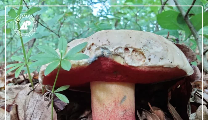 Wielkopolskie: Leśnicy znaleźli rzadki gatunek grzyba