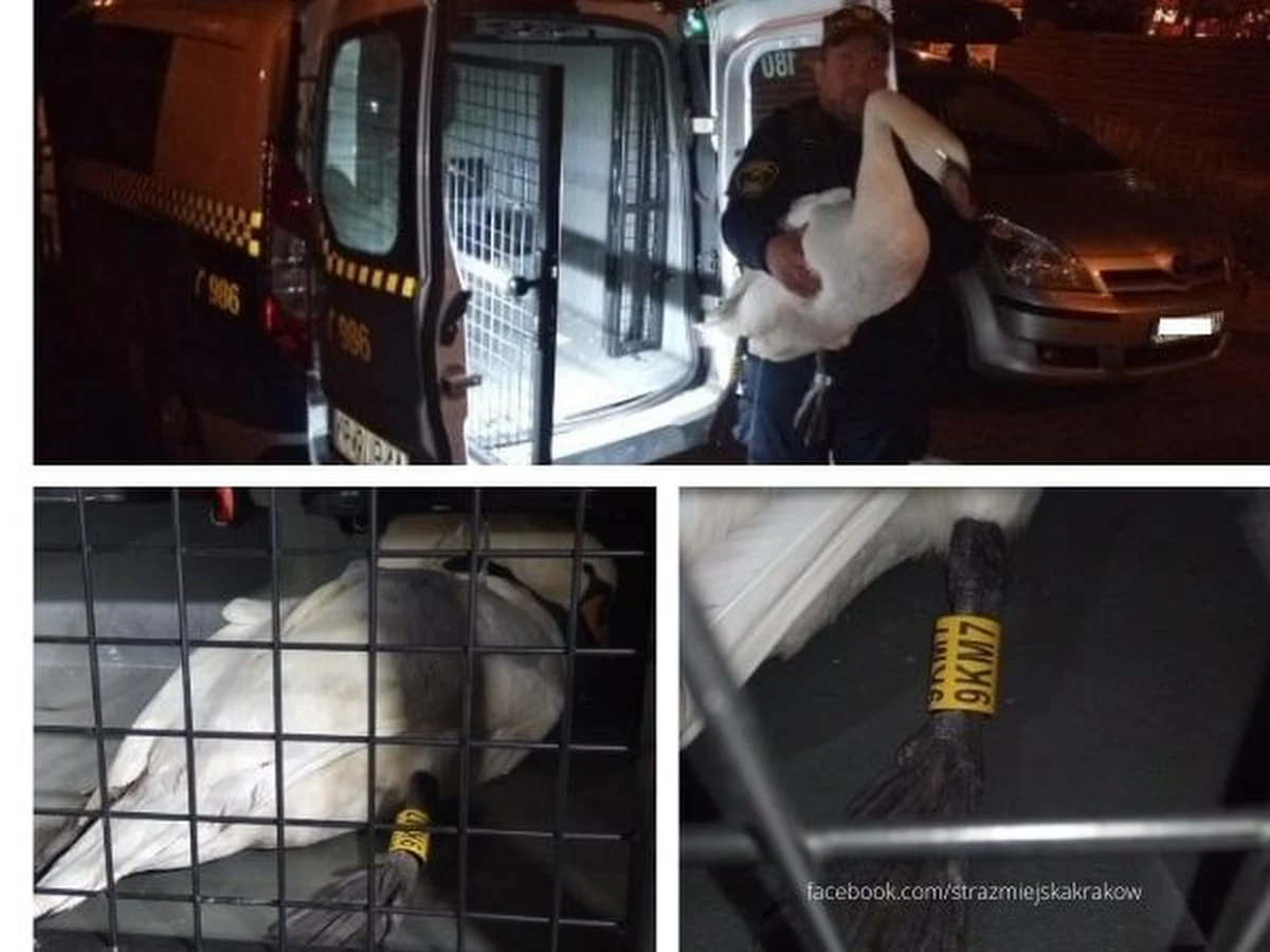 Do niecodziennej interwencji w nocy z piątku na sobotę wezwani zostali strażnicy miejscy z Krakowa. Pomocy potrzebował łabędź.