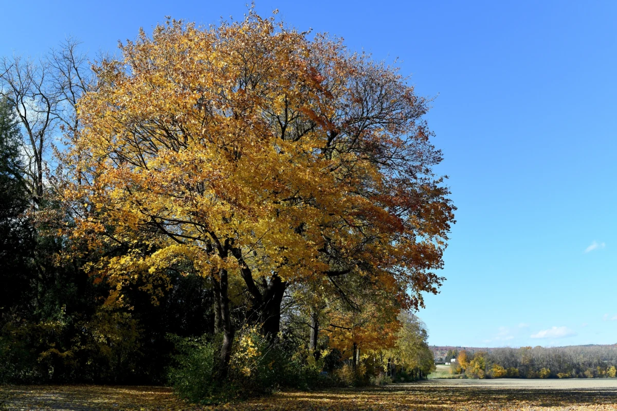 Po rześkim poranku, do wieczora poniedziałek będzie na ogół pogodny, z temperaturami od 9 do 14 stopni Celsjusza - powiedziała Ewa Łapińska, synoptyk Instytutu Meteorologii i Gospodarki Wodnej - Państwowego Instytutu Badawczego.