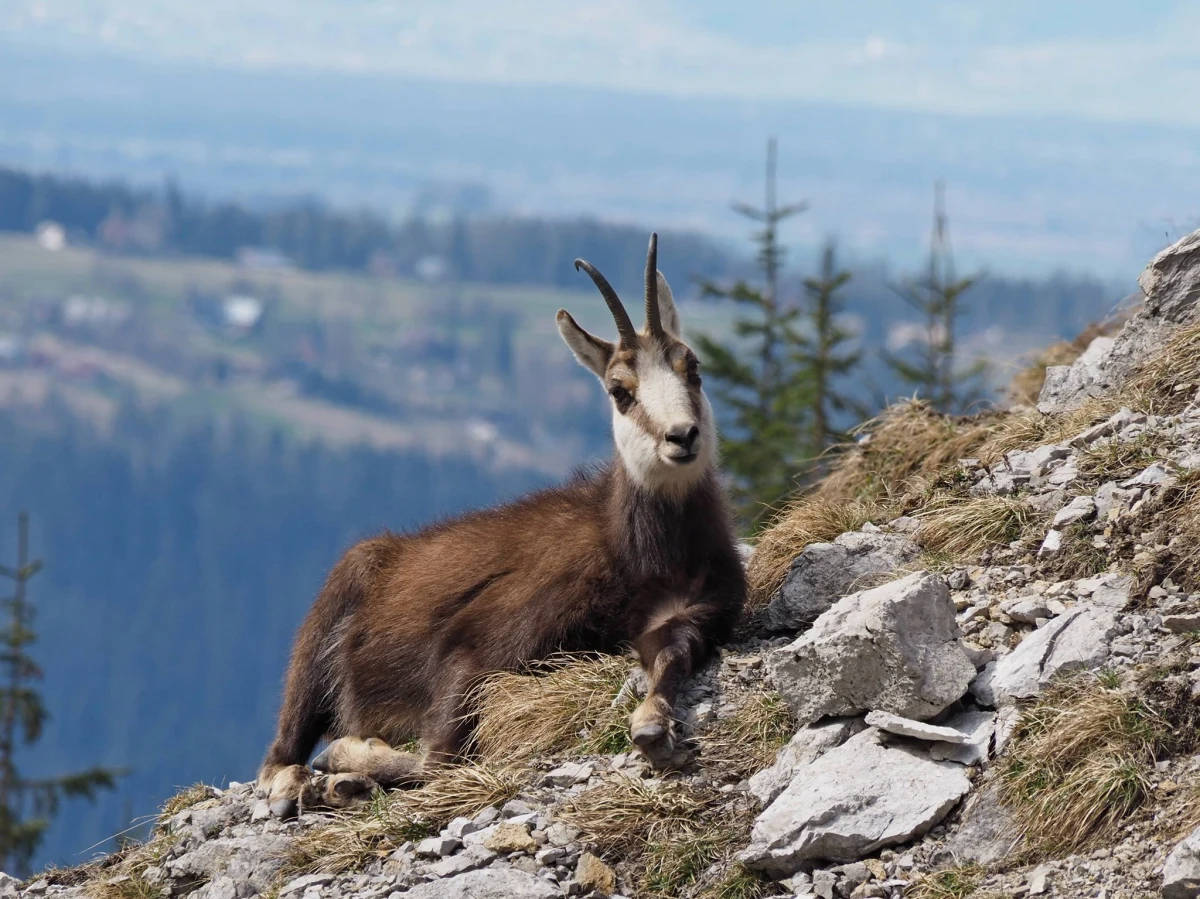 O świcie w Tatrach rozpoczęło się liczenie kozic. Akcja potrwa dwa dni. Kozice liczyć będą przyrodnicy polscy i słowaccy. Ich obliczenia poznamy w przyszłym tygodniu.