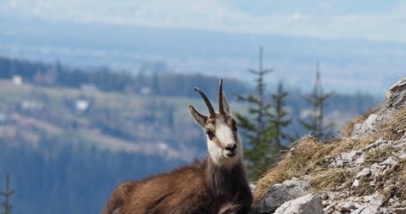 O świcie w Tatrach rozpoczęło się liczenie kozic. Akcja potrwa dwa dni. Kozice liczyć będą przyrodnicy polscy i słowaccy. Ich obliczenia poznamy w przyszłym tygodniu.