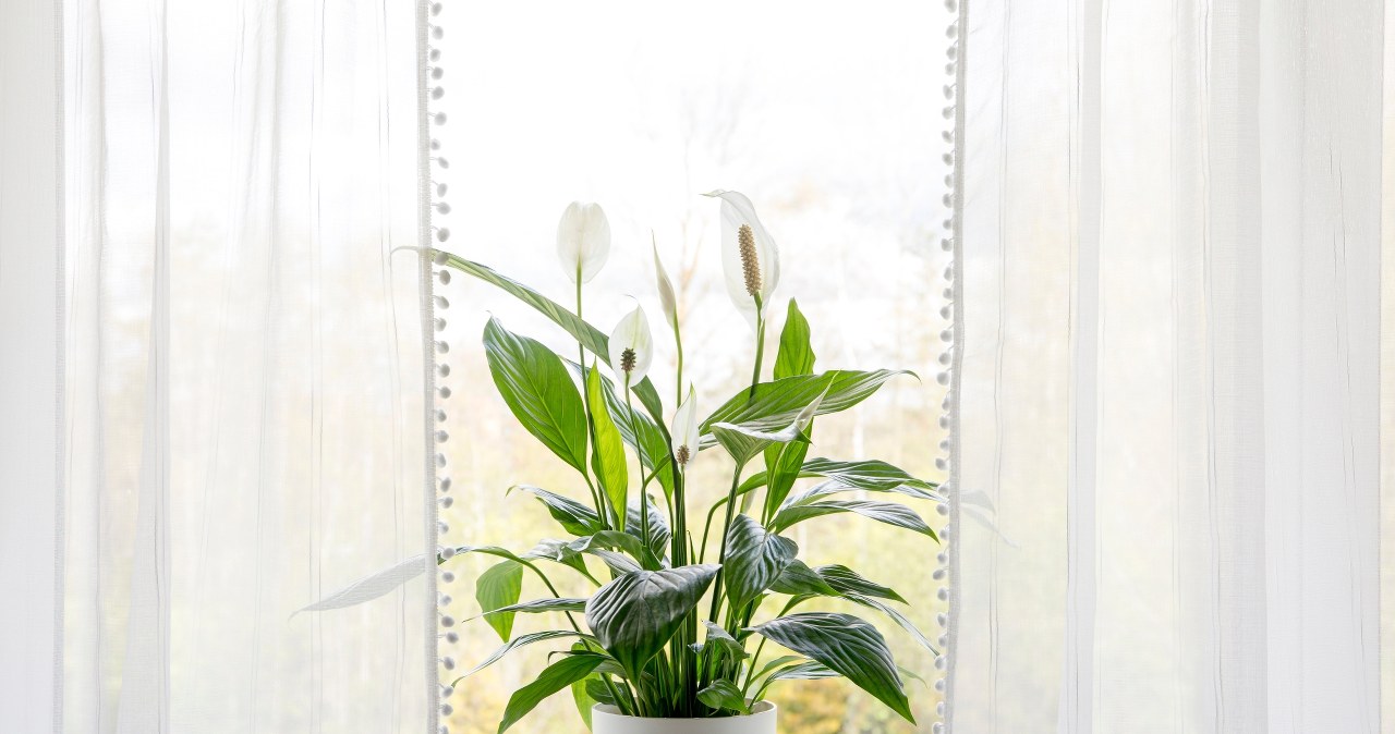 W lipcu podsyp tym skrzydłokwiat. W mig wypuści nowe liście i pąki