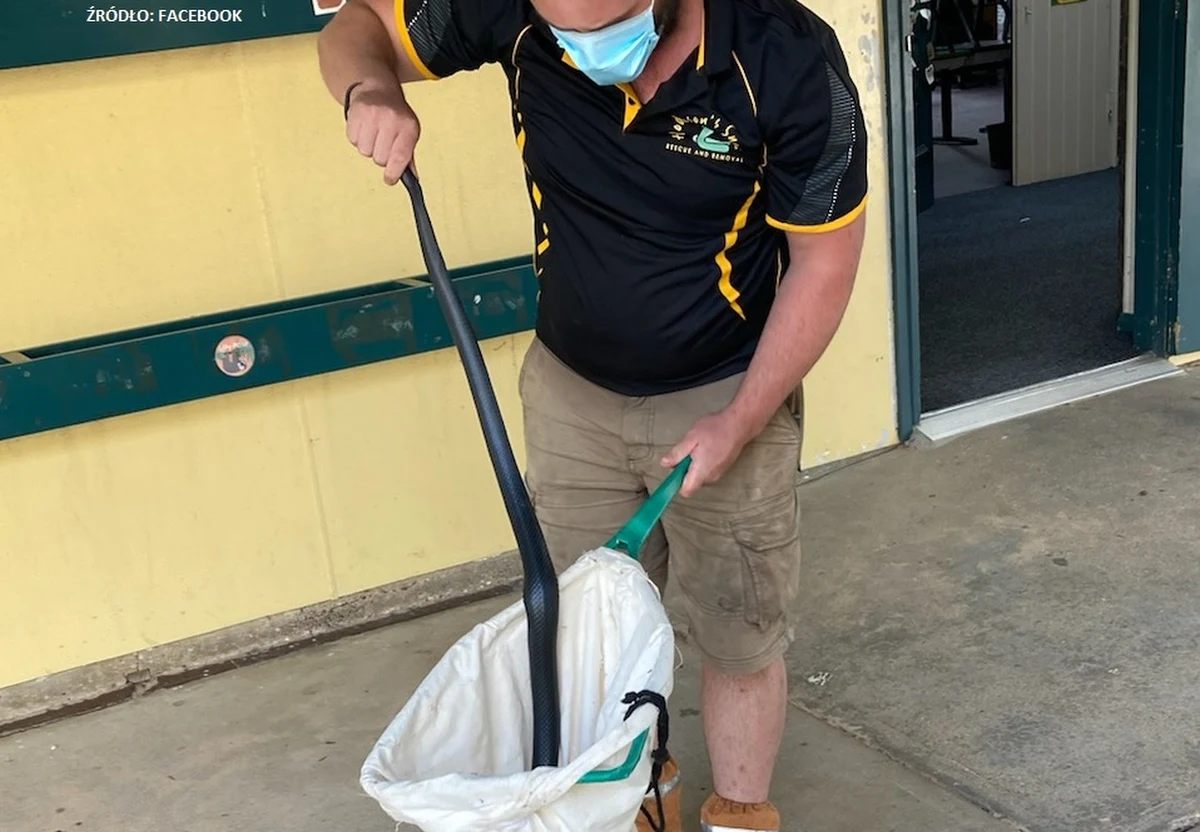 Do szkoły w mieście Stawell w australijskim stanie Wiktoria wezwano łapacza węży, gdy okazało się, że jeden z uczniów odkrył w swoim tornistrze wielkiego węża - podał australijski portal News.com. Zdjęcie wielkiego gada zostało opublikowane na Facebooku.