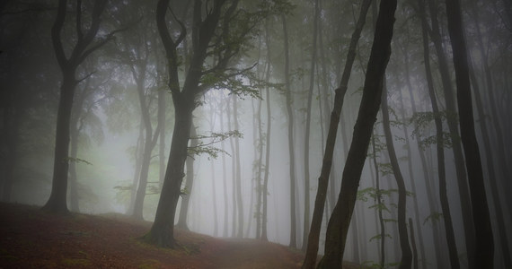 Hoia Baciu: În interiorul celei mai bântuite păduri fantome din lume