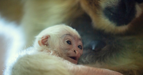 Carusa i Xian ponownie zostali rodzicami. Wrocławskie zoo donosi o narodzinach krytycznie zagrożonego gatunku. Na świat przyszedł samiec gibona białopoliczkowego!