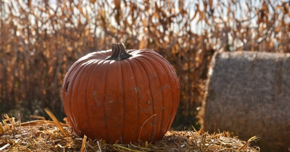 Każdego roku tuż po Halloween w Stanach Zjednoczonych tysiące ton dyń trafiają na wysypiska śmieci, gdzie w miarę rozkładu emitują do atmosfery metan, przyczyniając się do efektu cieplarnianego. Coraz większa liczba Amerykanów próbuje temu przeciwdziałać.