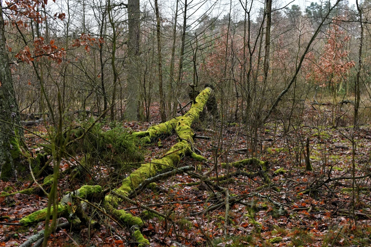 110 krajów zawarło porozumienie w celu zatrzymania deforestacji. Deklarację podpisano podczas trwającej od niedzieli w Glasgow ONZ-owskiej konferencji klimatycznej. To oznacza koniec "wielkiej masakry piłą łańcuchową" światowych lasów - stwierdził brytyjski premier Boris Johnson.
