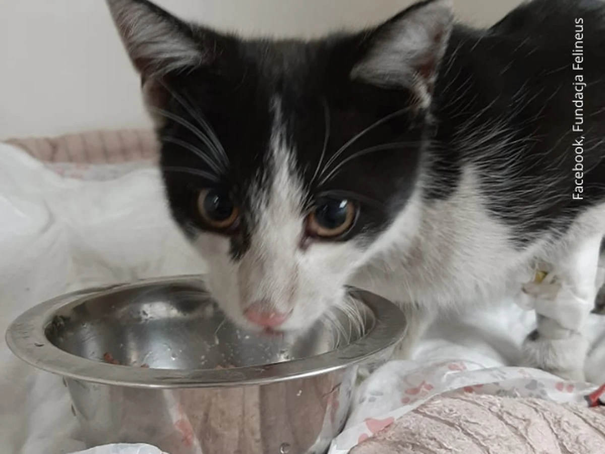 Szczęśliwy finał trwającej 9 dni akcji ratunkowej w Rzeszowie. Z rury ciepłowniczej udało się wydostać zaklinowanego w niej kotka. 