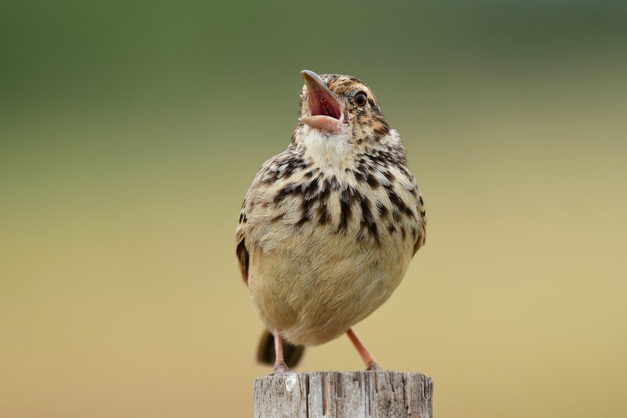 Brzmienie wiosny się zmienia. Ptaki śpiewają ciszej