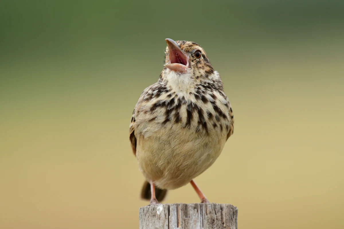 Wskazówki zegarków cofnięte o godzinę, pada deszcz, idealny moment na to, by zacząć już wyczekiwanie wiosny. Okazuje się jednak, że wiosna nie brzmi już tak, jak dawniej. Badania prowadzone przez naukowców z University of East Anglia (UEA) we współpracy z wieloma prywatnymi ochotnikami, miłośnikami ptaków, pokazały, że w Europie i Ameryce Północnej zmienia się brzmienie ich porannych śpiewów. Jak pisze w najnowszym numerze czasopismo "Nature Communications", zwiastujące wiosnę ptasie trele stają się cichsze i mniej zróżnicowane.