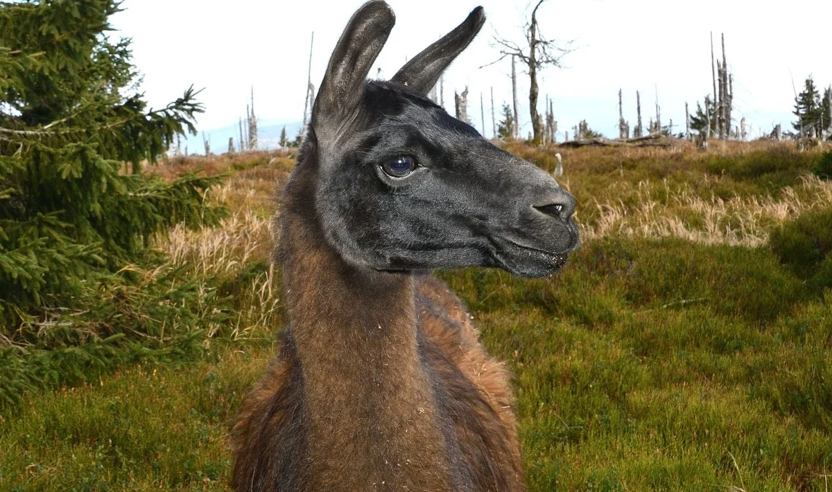 W rejon Kowarskiego Grzbietu w Karkonoszach wyruszyła dziś grupa, która będzie próbować złapać... lamę. Zwierzę uciekło 3 miesiące temu z rancza niedaleko Karpacza. I choć dolnośląskie góry to nie Andy, samiec zadomowił się tam na dobre.