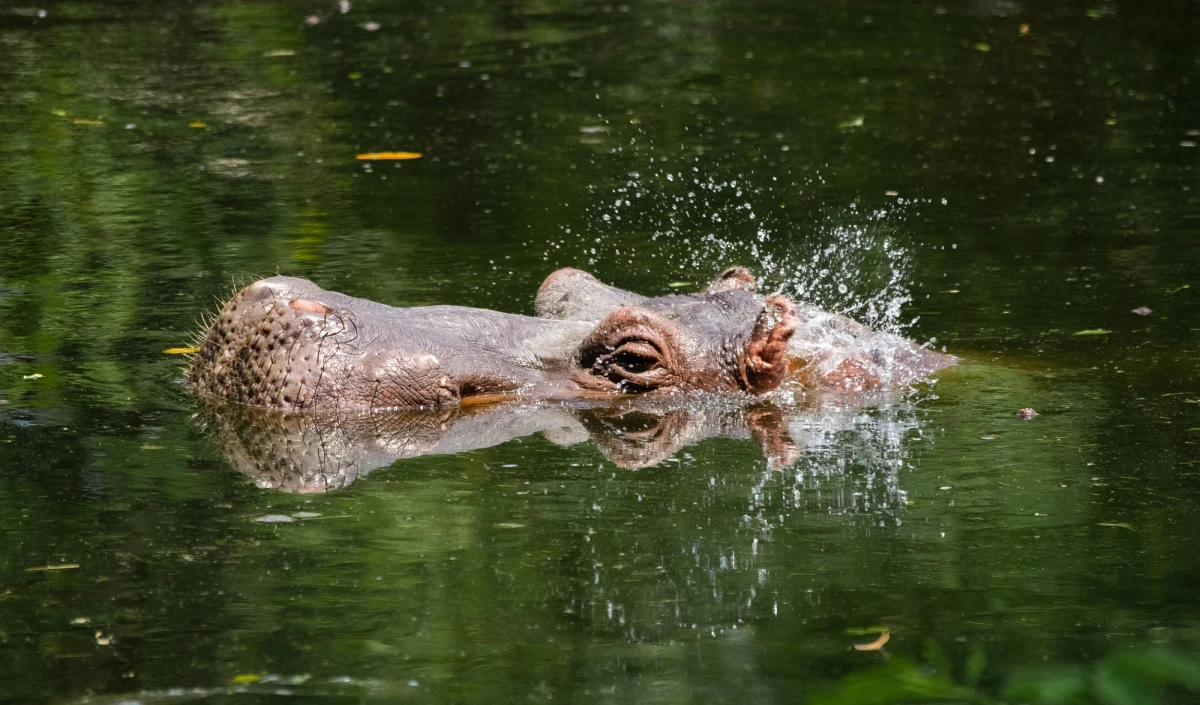 Jeden z około 90 należących do byłego barona narkotykowego Pablo Escobara hipopotamów zaatakował mężczyznę w departamencie Antioquia, na północnym zachodzie Kolumbii. To drugie takie zdarzenie od maja 2020 roku.