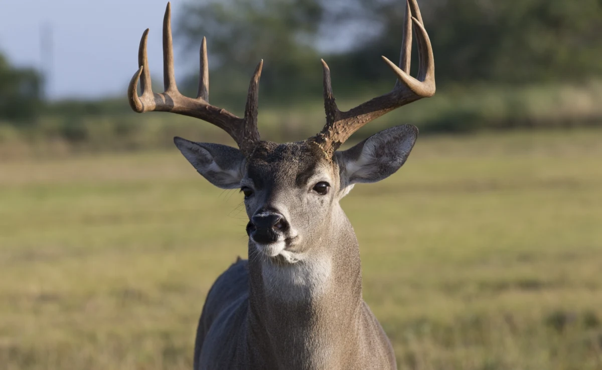 Dzikie jelenie zarażają się od ludzi Covid-19, a w ich organizmach koronawirus może mutować - wynika z badań przeprowadzonych przez naukowców z uniwersytetów stanowych w Pensylwanii i Iowa, które przytacza USA Today. 