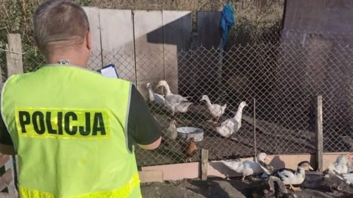 Policjanci z Jaktorowa (Mazowieckie) zatrzymali 34-latka podejrzanego o włamanie i kradzież ośmiu kaczek - poinformowała rzeczniczka Komendy Powiatowej Policji w Grodzisku Mazowieckim asp. sztab. Katarzyna Zych. Dodała, że zarzuty w tej sprawie usłyszał również 63-latek, który kupił kradziony drób.