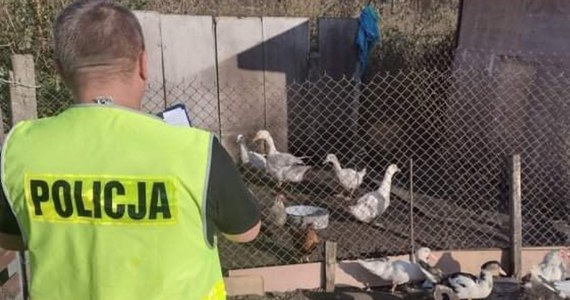 Policjanci z Jaktorowa (Mazowieckie) zatrzymali 34-latka podejrzanego o włamanie i kradzież ośmiu kaczek - poinformowała rzeczniczka Komendy Powiatowej Policji w Grodzisku Mazowieckim asp. sztab. Katarzyna Zych. Dodała, że zarzuty w tej sprawie usłyszał również 63-latek, który kupił kradziony drób.