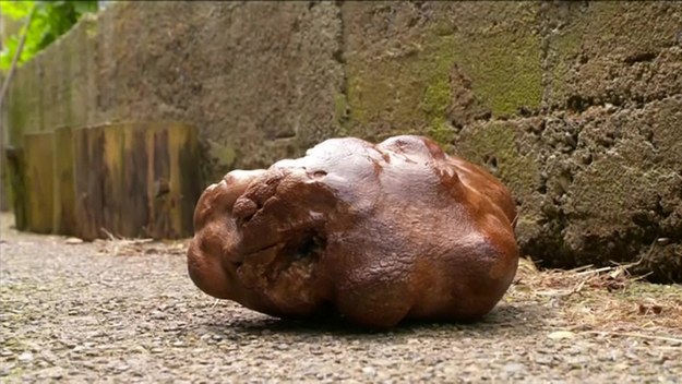 Colin i Donna Craig-Brown z Hamilton uprawiali ogórki w ogrodzie i nigdy nie sadzili w nim ziemniaków. Olbrzym musiał być samosiewem i niezauważony rósł w ziemi przez kilka lat. To najprawdopodobniej największy ziemniak w historii. Waży niewiarygodne 7,8 kg.